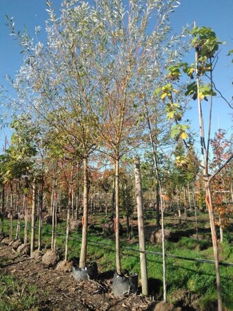 Salix alba 'Chermesina' 18-20 STA BAG - image 1