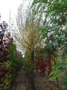 Salix alba 'Chermesina' 20-25 Hoogstam draadkluit 3 X verplant - afbeelding 1