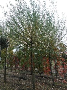 Salix alba 'Chermesina' 25-30 Hoogstam draadkluit 3 X verplant - afbeelding 1