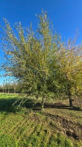 Salix alba 'Chermesina' 35-40 Hoogstam draadkluit 4 X verplant - afbeelding 1