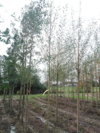 Salix alba 'Chermesina' 6-8 Hoogstam wortelgoed - afbeelding 1