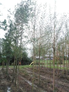 Salix alba 'Chermesina' 6-8 Hoogstam wortelgoed - afbeelding 1