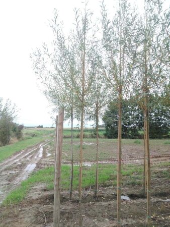 Salix alba 'Chermesina' 8-10 Hoogstam wortelgoed - afbeelding 1