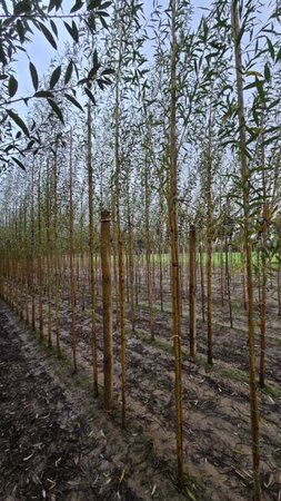 Salix alba 'Chermesina' 8-10 Hoogstam wortelgoed - afbeelding 3