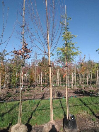 Salix alba 12-14 Hoogstam draadkluit 2 X verplant