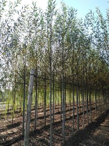 Salix alba 12-14 Hoogstam wortelgoed 2 X verplant - afbeelding 2