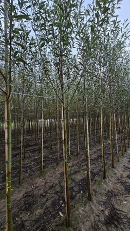 Salix alba 12-14 Hoogstam wortelgoed 2 X verplant - afbeelding 1