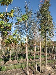 Salix alba 14-16 Hoogstam draadkluit 3 X verplant