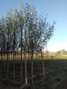 Salix alba 14-16 Hoogstam wortelgoed 2 X verplant - afbeelding 2