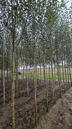 Salix alba 14-16 Hoogstam wortelgoed 2 X verplant - afbeelding 1