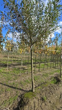 Salix alba 16-18 Hoogstam draadkluit 3 X verplant