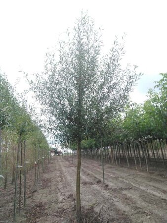 Salix alba 20-25 Hoogstam draadkluit 3 X verplant