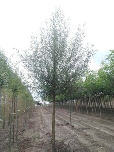 Salix alba 20-25 Hoogstam draadkluit 3 X verplant