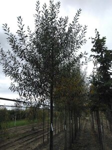 Salix alba 25-30 Hoogstam draadkluit 3 X verplant