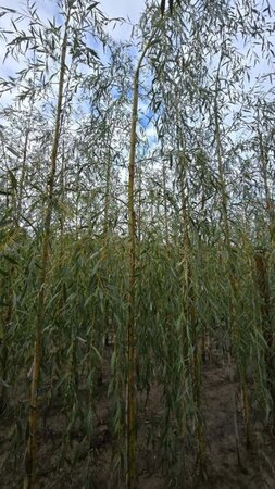 Salix sepulcralis 'Chrysocoma' 10-12 Hoogstam wortelgoed - afbeelding 2