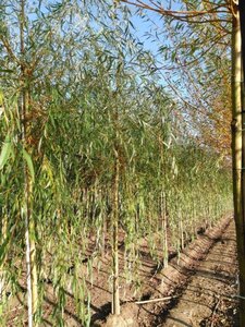 Salix sepulcralis 'Chrysocoma' 14-16 Hoogstam wortelgoed 2 X verplant - afbeelding 1