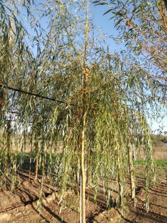 Salix sepulcralis 'Chrysocoma' 14-16 Hoogstam wortelgoed 2 X verplant - afbeelding 2