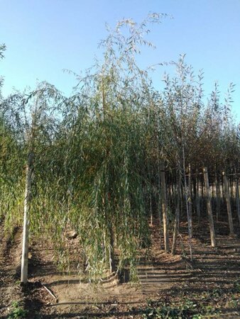 Salix sepulcralis 'Chrysocoma' 16-18 Hoogstam draadkluit 3 X verplant