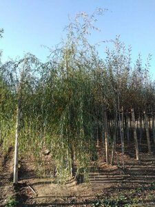 Salix sepulcralis 'Chrysocoma' 16-18 Hoogstam draadkluit 3 X verplant