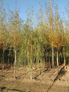 Salix sepulcralis 'Chrysocoma' 20-25 Hoogstam draadkluit 3 X verplant