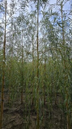 Salix sepulcralis 'Chrysocoma' 8-10 Hoogstam wortelgoed - afbeelding 3