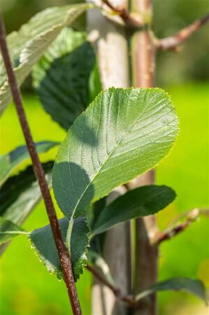 Sorbus aria 'Lutescens' 6-8 Hoogstam wortelgoed - afbeelding 3