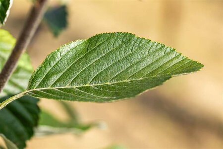 Sorbus aria 'Lutescens' 6-8 Hoogstam wortelgoed - afbeelding 4