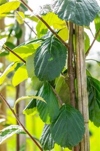 Sorbus aria 'Lutescens' 6-8 Hoogstam wortelgoed - afbeelding 5