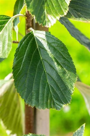 Sorbus aria 'Lutescens' 6-8 Hoogstam wortelgoed - afbeelding 6