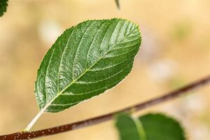 Sorbus aria 'Lutescens' 6-8 Hoogstam wortelgoed - afbeelding 7