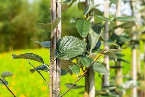 Sorbus aria 'Majestica' 12-14 Hoogstam wortelgoed 2 X verplant - afbeelding 2