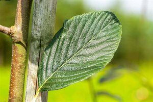 Sorbus aria 'Majestica' 12-14 Hoogstam wortelgoed 2 X verplant - afbeelding 3