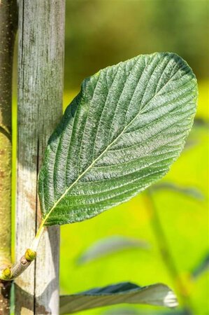 Sorbus aria 'Majestica' 12-14 Hoogstam wortelgoed 2 X verplant - afbeelding 4