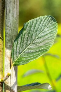 Sorbus aria 'Majestica' 12-14 Hoogstam wortelgoed 2 X verplant - afbeelding 4