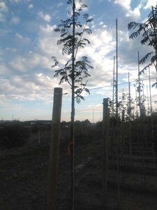 Sorbus auc. 'Sheerwater Seedling' 6-8 Hoogstam wortelgoed - afbeelding 2