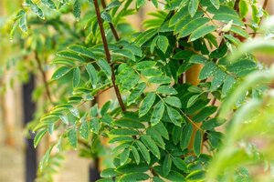 Sorbus auc. 'Sheerwater Seedling' 6-8 Hoogstam wortelgoed - afbeelding 3