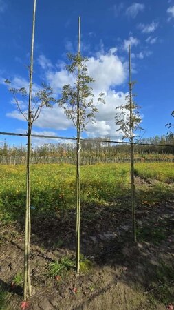 Sorbus auc. 'Sheerwater Seedling' 6-8 Hoogstam wortelgoed - afbeelding 1