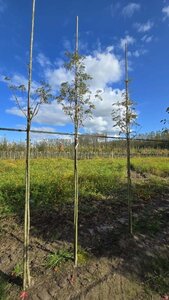 Sorbus auc. 'Sheerwater Seedling' 6-8 Hoogstam wortelgoed - afbeelding 1