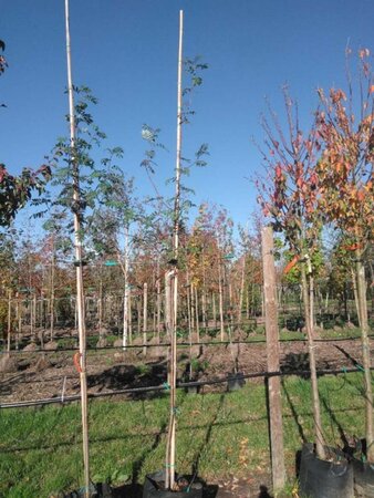 Sorbus aucuparia 6-8 Hoogstam BAG - afbeelding 2