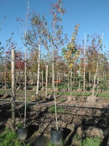 Sorbus aucuparia 6-8 Hoogstam BAG - afbeelding 1