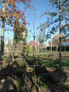 Sorbus aucuparia 6-8 Hoogstam draadkluit