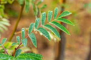 Sorbus auc. 'Wettra' 14-16 Hoogstam wortelgoed 2 X verplant - afbeelding 2