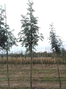 Sorbus auc. 'Wettra' 14-16 Hoogstam wortelgoed 2 X verplant - afbeelding 1