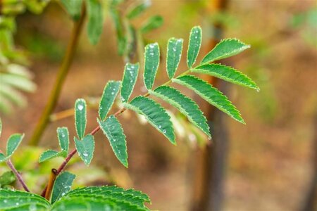 Sorbus auc. 'Wettra' 6-8 Hoogstam wortelgoed - afbeelding 4