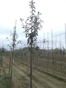 Sorbus intermedia 'Brouwers' 8-10 Hoogstam wortelgoed