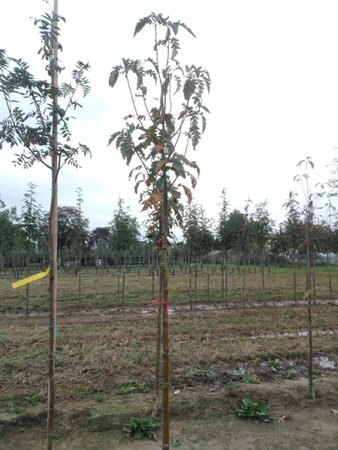 Sorbus thur. 'Fastigiata' 10-12 Hoogstam wortelgoed