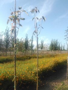 Sorbus thur. 'Fastigiata' 8-10 Hoogstam wortelgoed