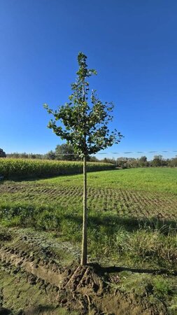 Sorbus torminalis 12-14 Hoogstam wortelgoed 2 X verplant