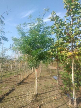 Styphnolobium japonicum 20-25 STA WRB 3 X V