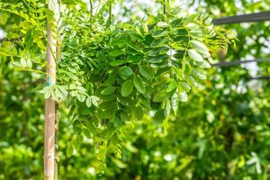 Styphnolobium jap. 'Pendula' = Sophora 10-12 Hoogstam wortelgoed - afbeelding 3